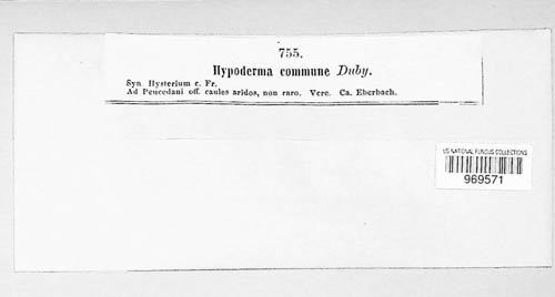 Hypoderma commune image